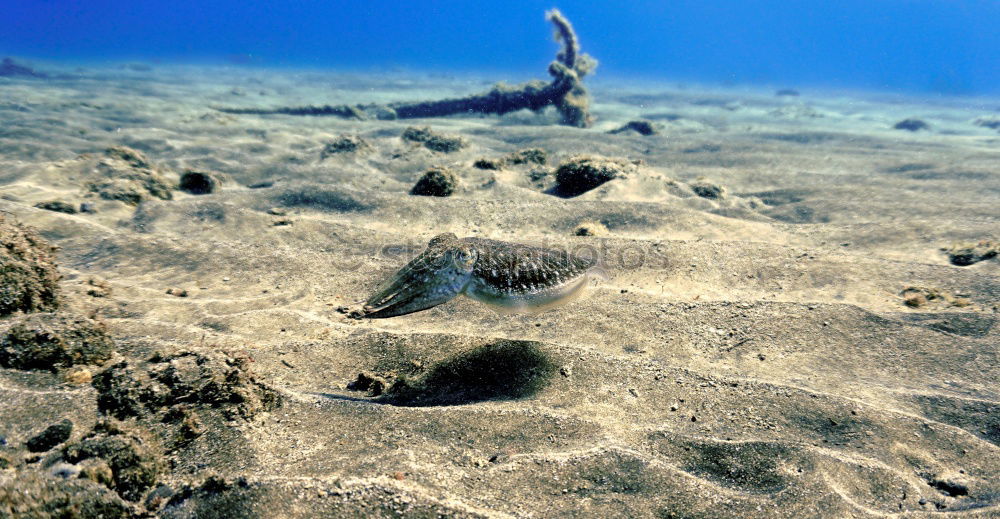 Similar – Unterwasserleben tauchen