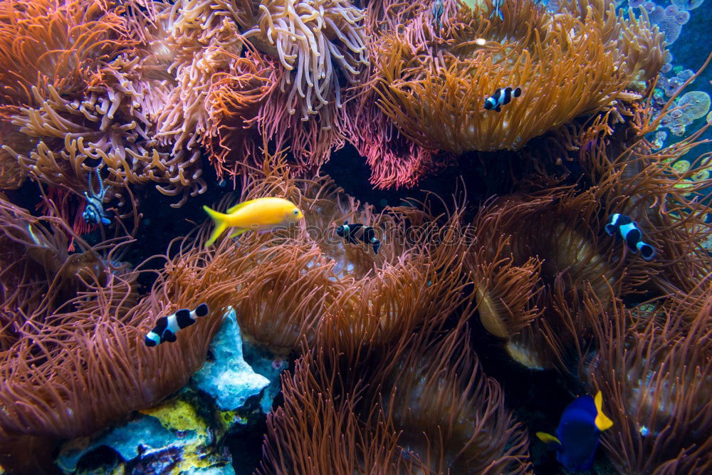 Similar – Image, Stock Photo underwater love Harmonious