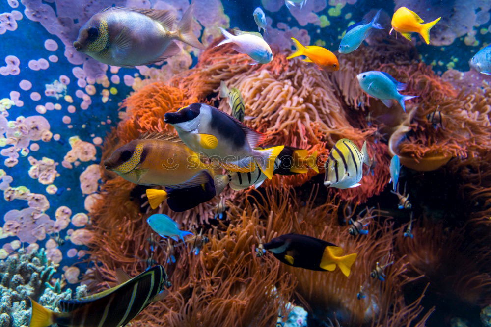 Similar – Image, Stock Photo cowfish Boxfishes Ocean