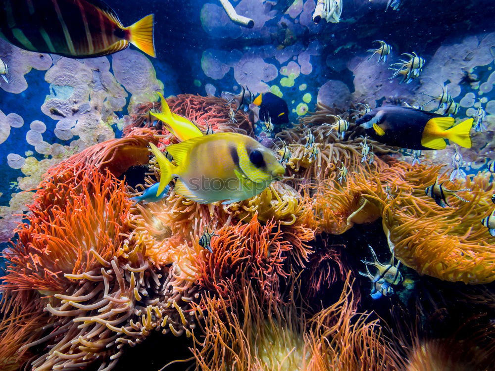 Image, Stock Photo cowfish Boxfishes Ocean