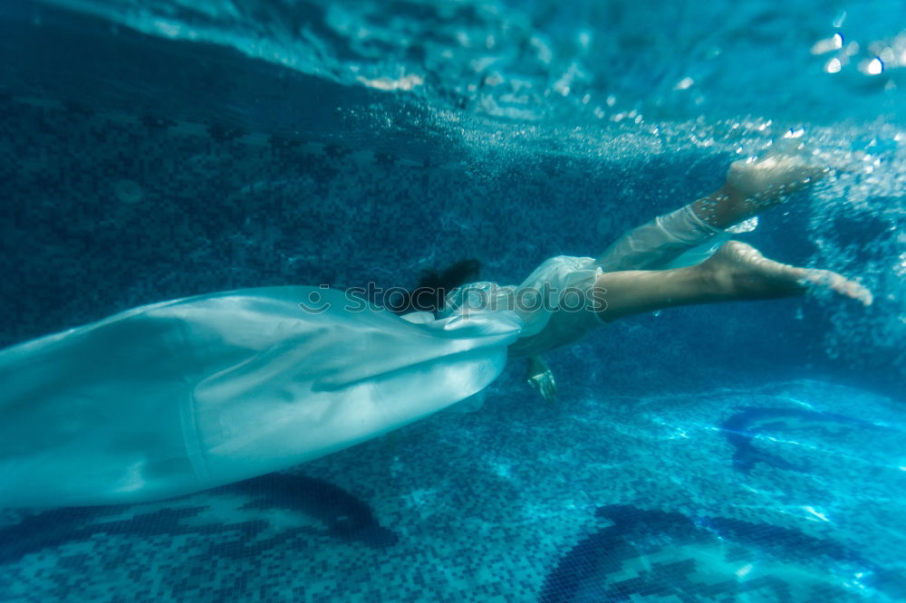 Dolphins in the reef Water