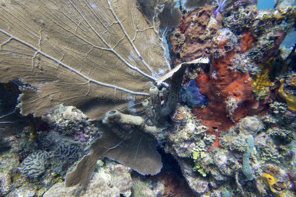 Similar – Image, Stock Photo underwater love Harmonious