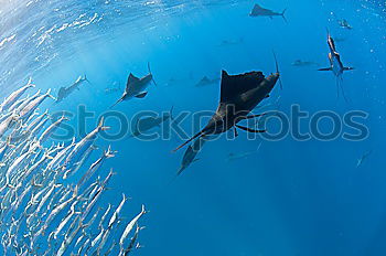 Similar – Dolphins in the reef Water