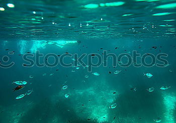 Similar – STELLA MARU Wreck Dive