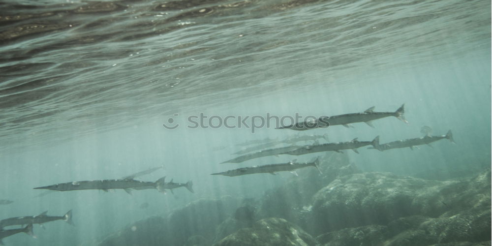 Similar – Unterwasserleben tauchen