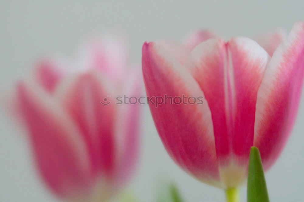 Similar – Image, Stock Photo tulips Nature Plant Spring