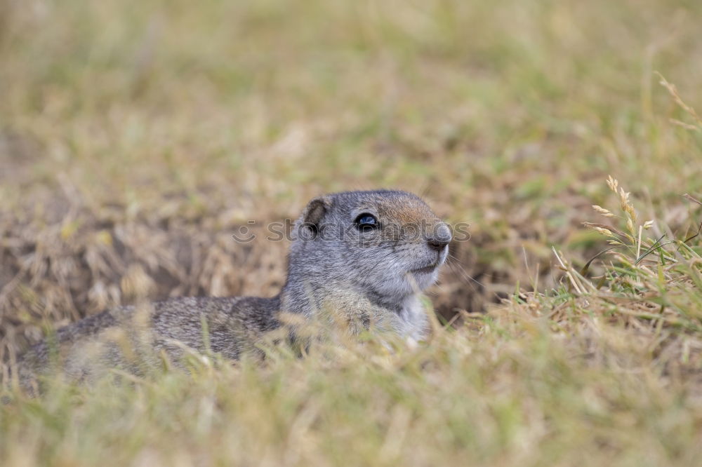 Similar – Image, Stock Photo hare and hare and hare