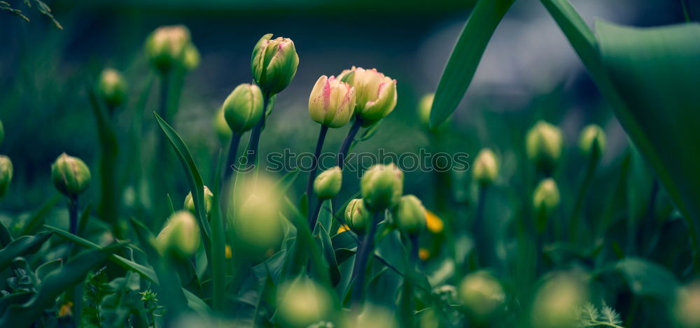 Similar – Gänseblümchen Garten Blume