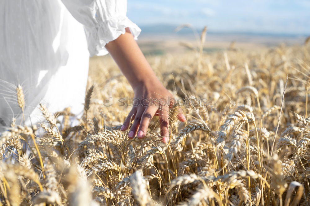 Similar – Young cowgirl in a field of cereals