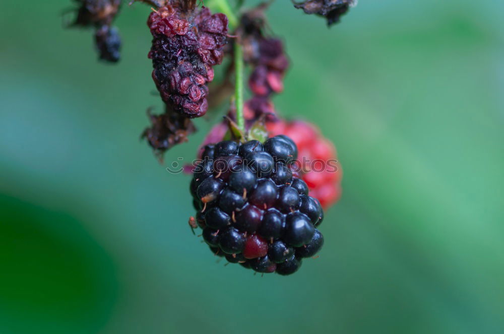 Similar – Raspberries Urban Gardening