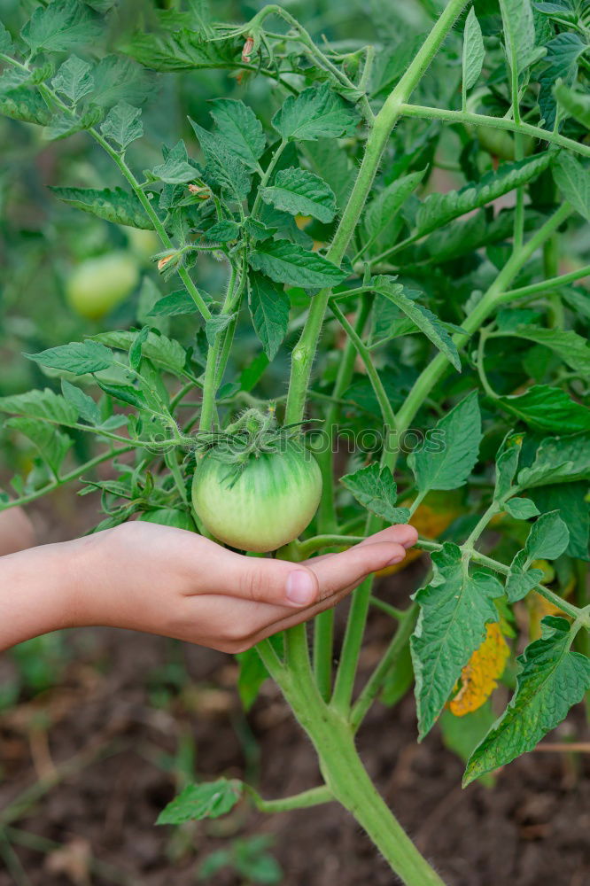 Similar – Image, Stock Photo urban gardening bio zucchini