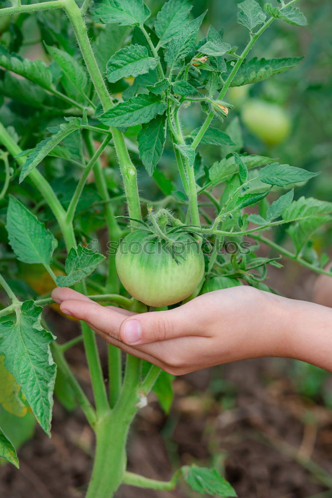 Similar – Image, Stock Photo urban gardening bio zucchini