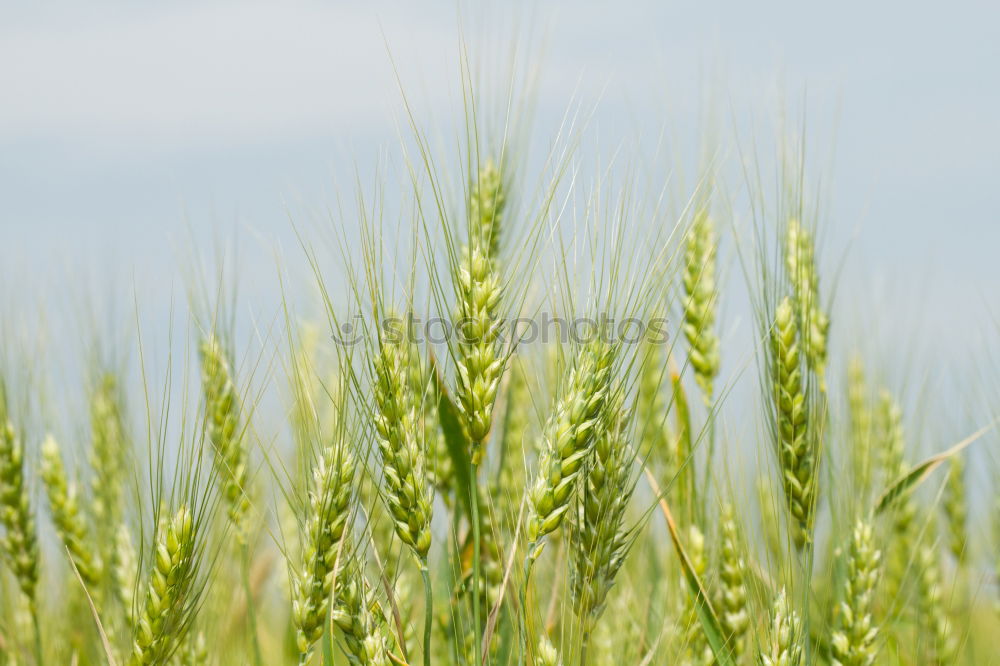 Image, Stock Photo twins Twin 2 Field Wheat