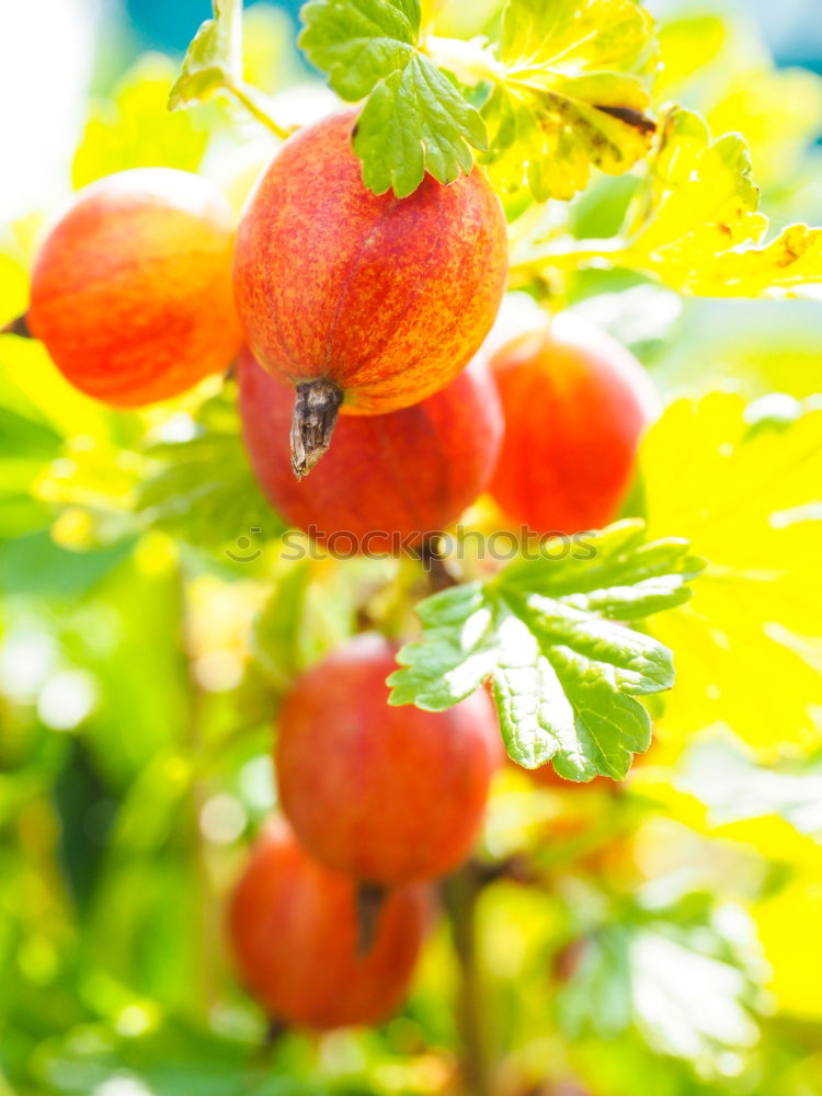 Similar – Apples hanging from the tree