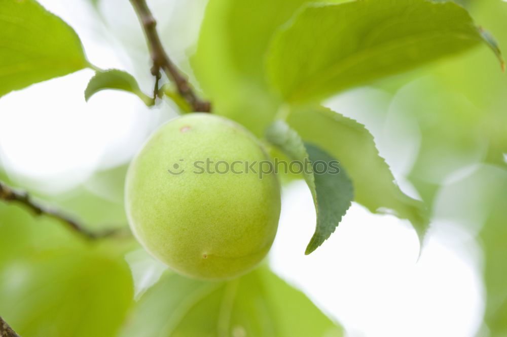 Similar – Image, Stock Photo Does not fall far… Art