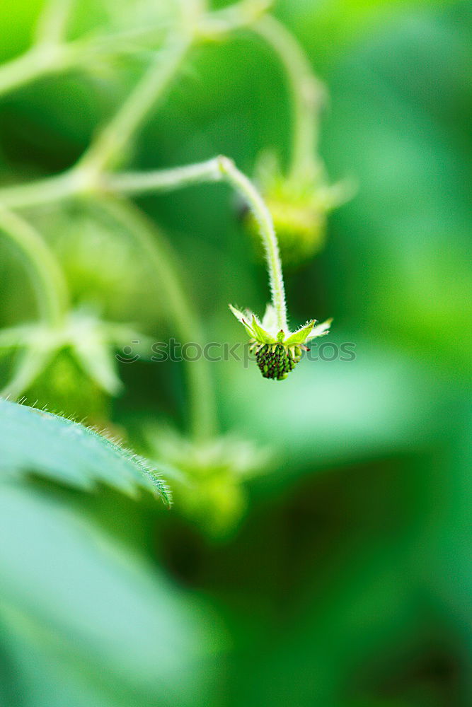 Similar – Image, Stock Photo pearl chalice Plant Summer