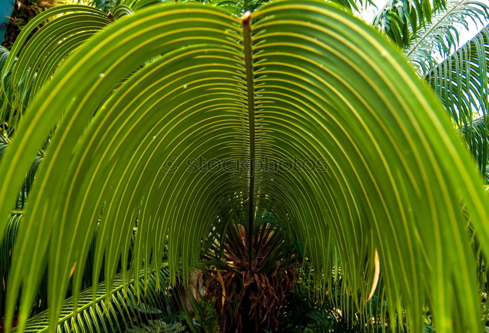 Similar – Image, Stock Photo agave Spring Agave Blossom