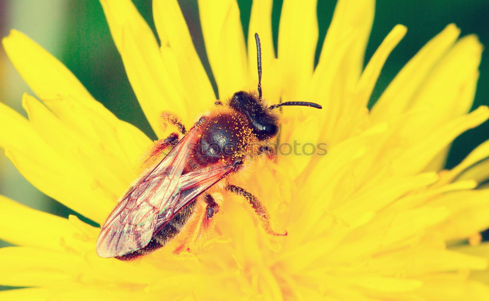 Similar – Erdbiene ( Andrena florea ) 05