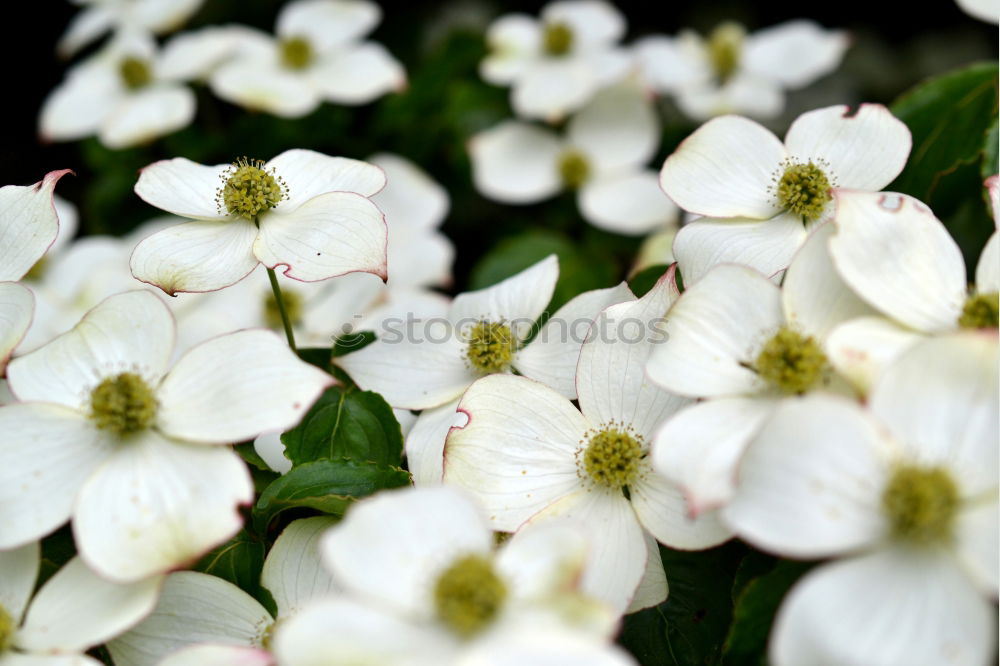 Similar – Image, Stock Photo White sea of flowers