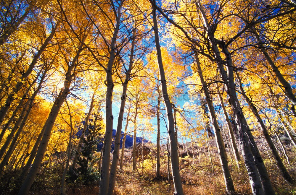 Similar – Image, Stock Photo Aspen in Fall Beautiful