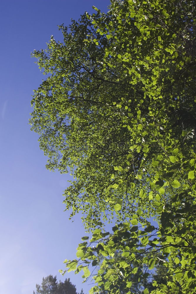 Similar – Bäume Baum grün Sommer