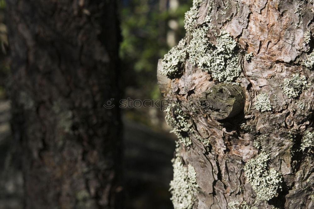 Similar – Image, Stock Photo Disagreement on the tree trunk