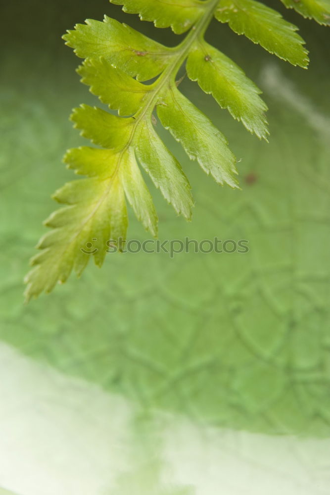 Similar – strung Reflection Plant