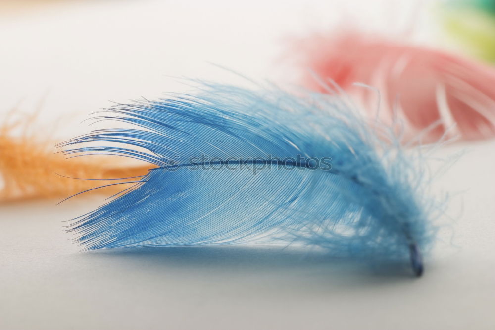 Similar – Feather decoration I Joy