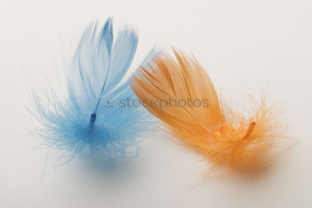 Similar – Feather decoration I Joy