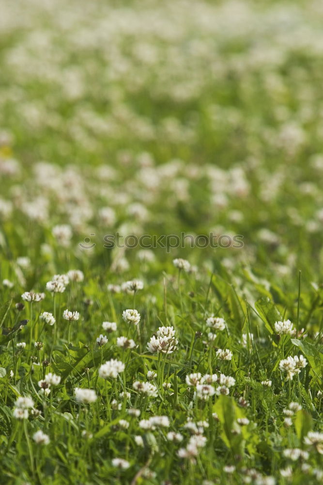 Similar – Image, Stock Photo Olgi’s Flowers Feminine