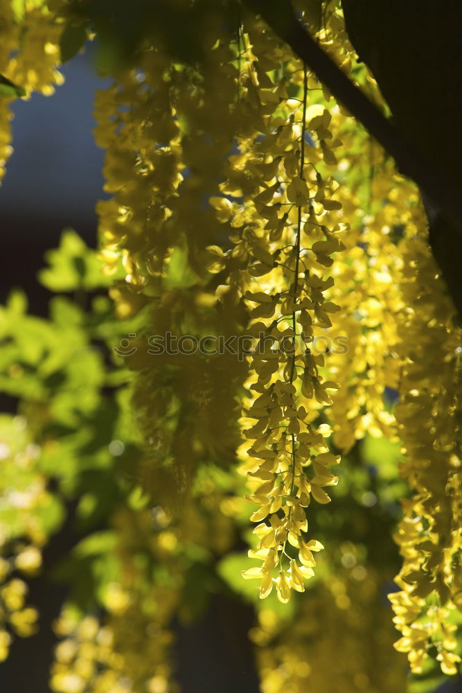 Similar – Tree fern in sunlight