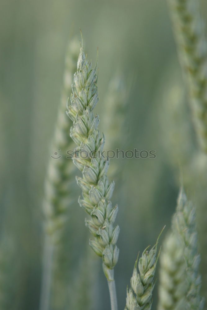 Similar – thyme Nature Landscape