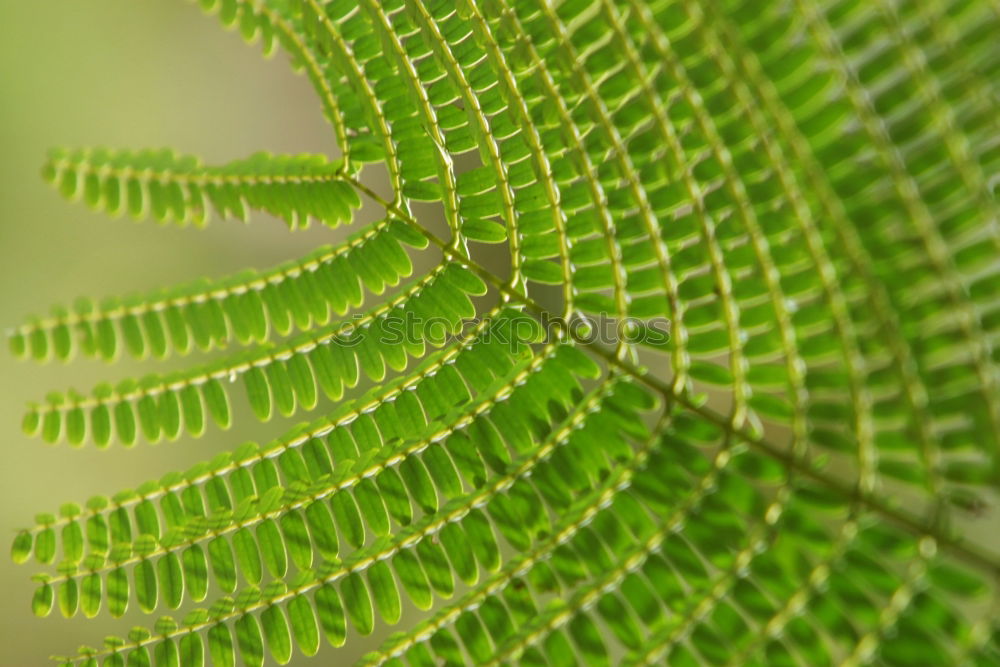 Similar – Fir branch in beautiful autumn light