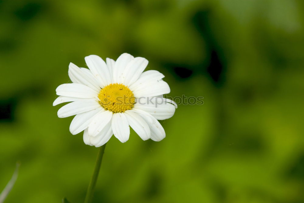 Similar – Gänseblume Gänseblümchen