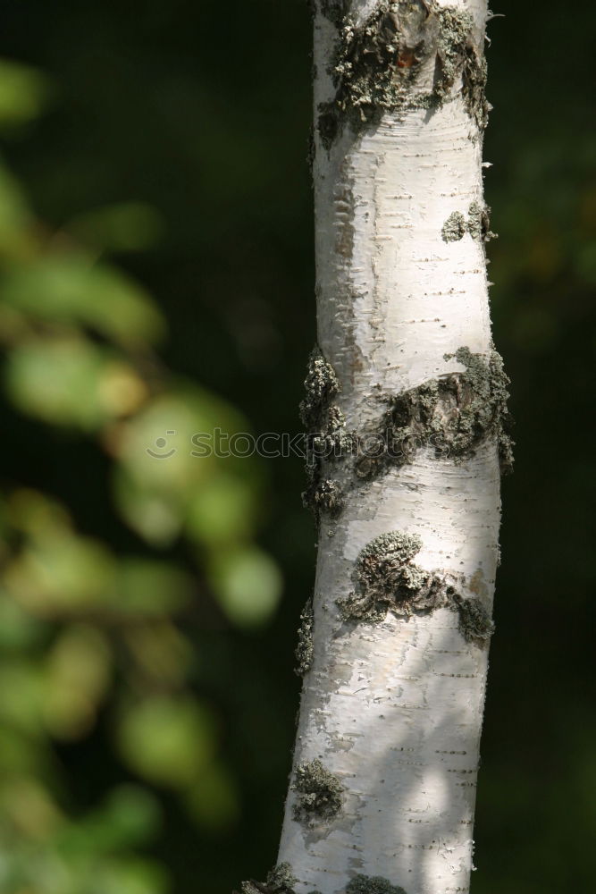 Similar – Image, Stock Photo Swedish birch grove