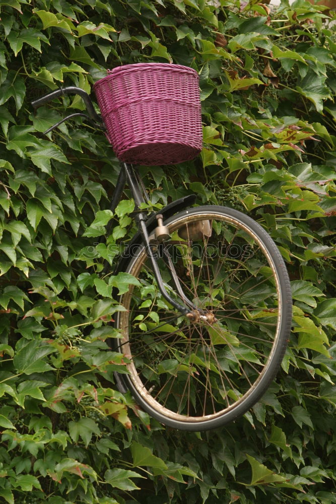 Similar – Handlebar of a red bicycle with black bicycle basket and kitschy cat figure with white flowers and blossoms in summer in the north end of Frankfurt am Main in Hesse, Germany