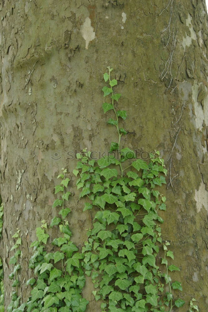 Similar – Foto Bild efeu Sträucher Baum Geäst