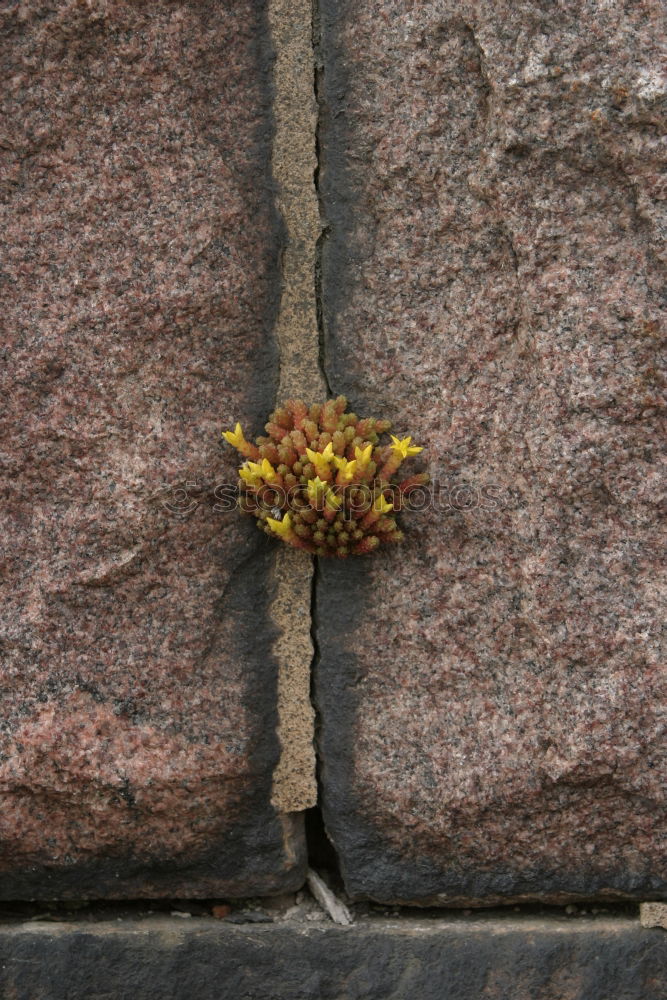 Similar – Image, Stock Photo mauerBLÜMCHEN Colour photo