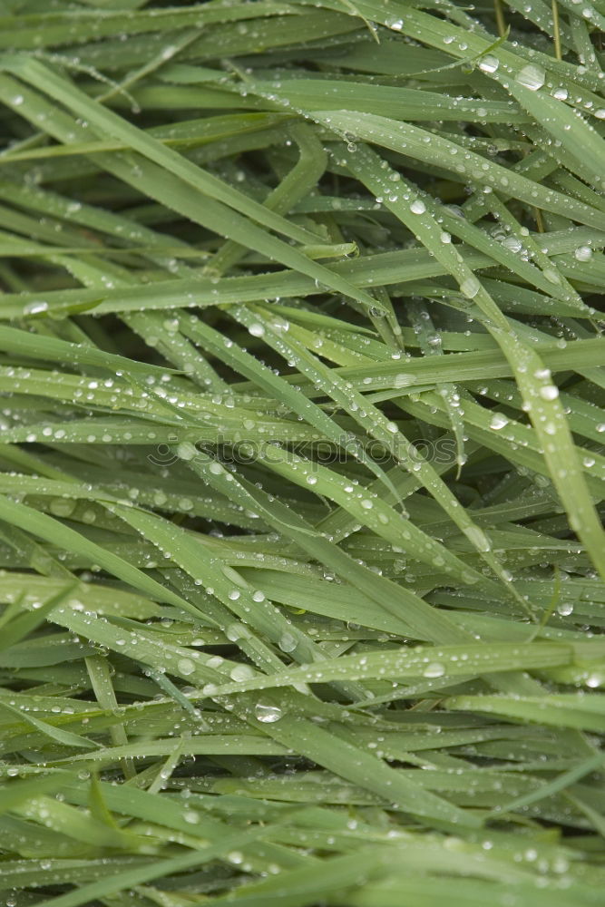 Similar – green leaves of daffodils in raindrops