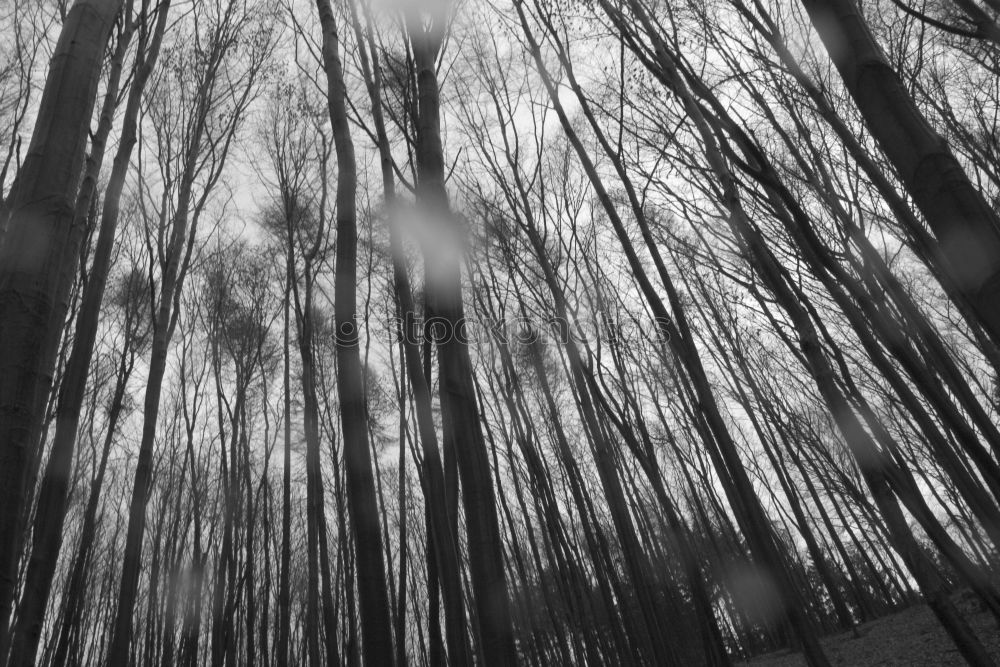 Similar – Ghost forest in Nienhagen IX