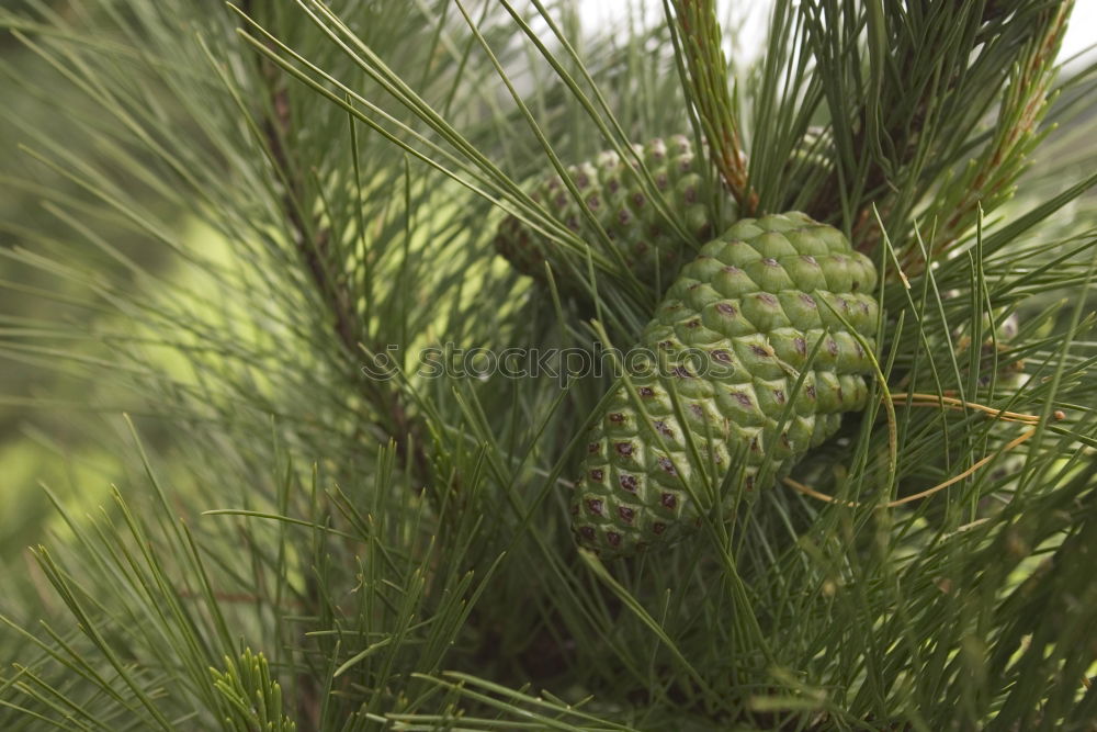 Similar – Foto Bild Zapfen grün Baum