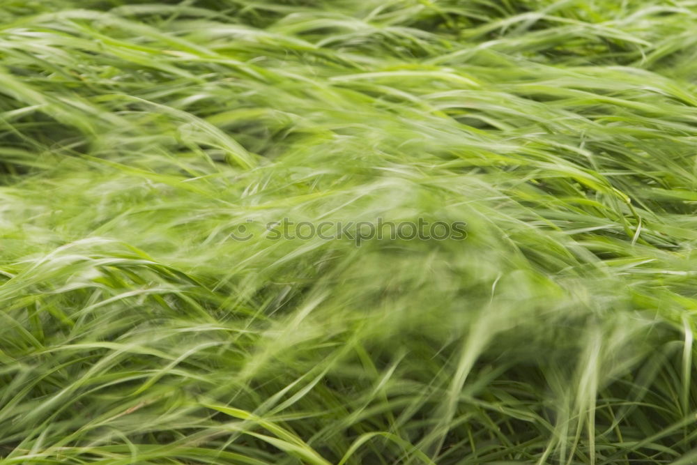 Green sea Plant Ocean