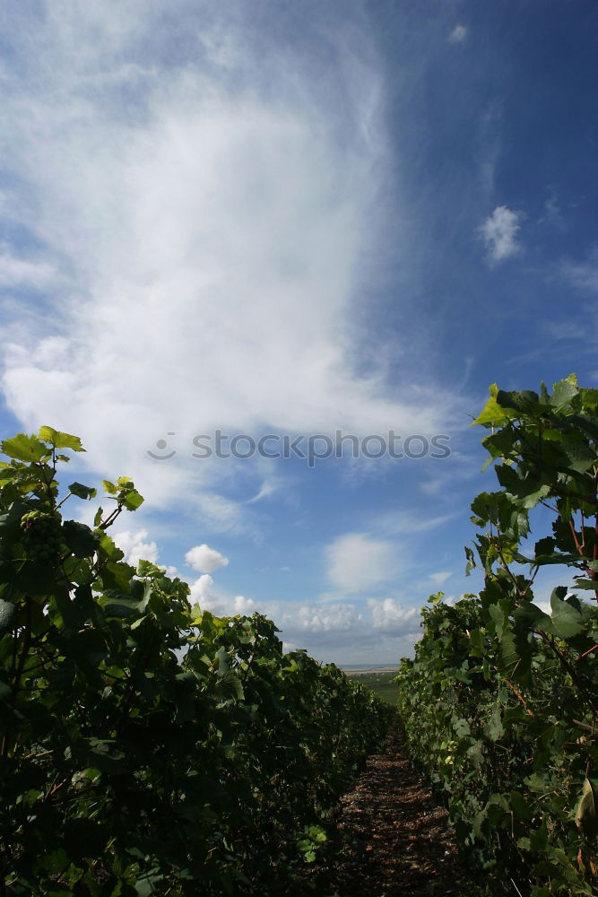 Similar – Obelisk_Mallorca Nature