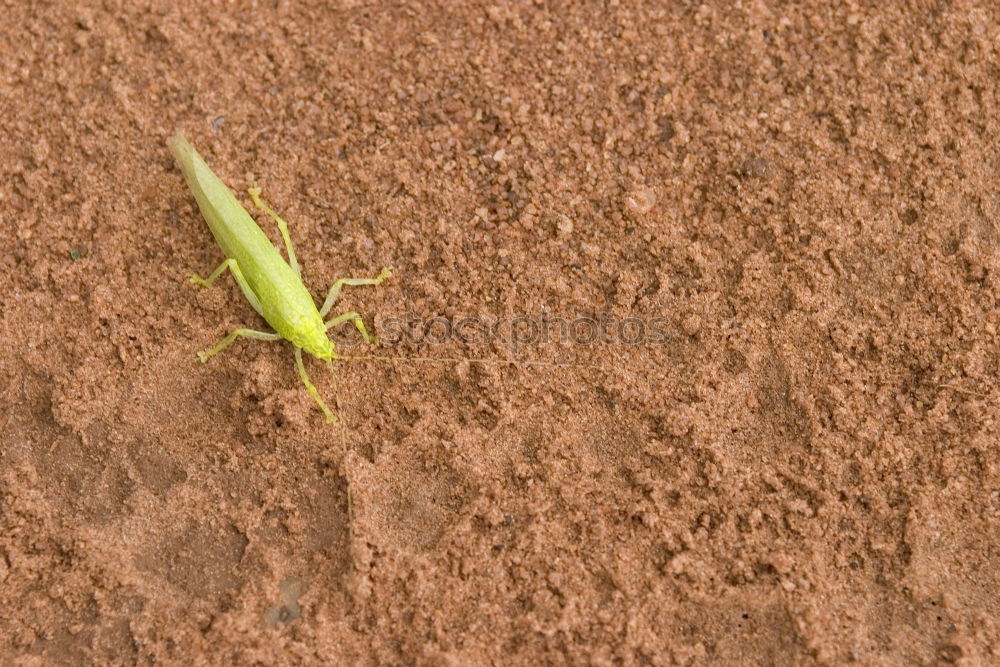 Similar – Foto Bild Mr. Grasshopper Umwelt