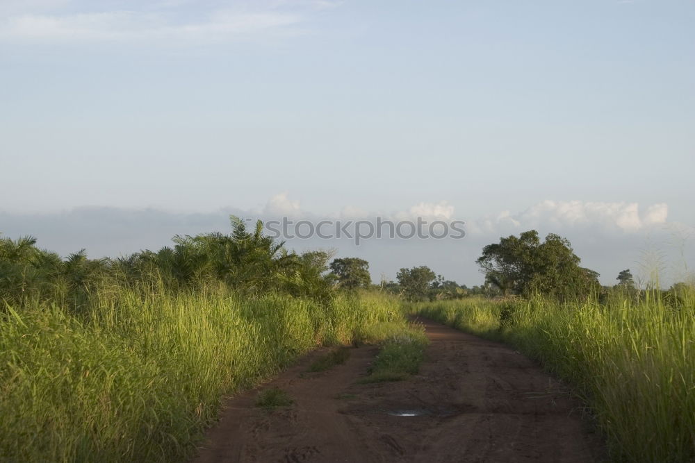 Similar – Image, Stock Photo Cow in Cuba Nature Poverty