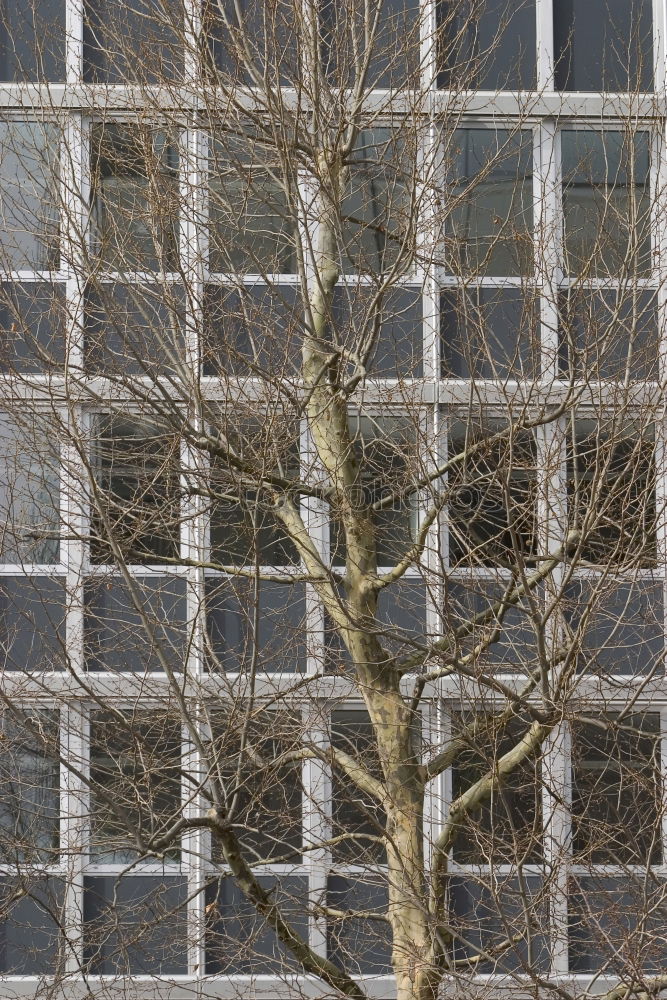 Similar – Image, Stock Photo Hafencity tree Environment