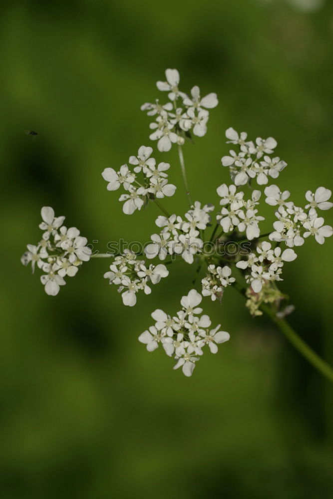 Similar – Morgentau Leben Duft Natur