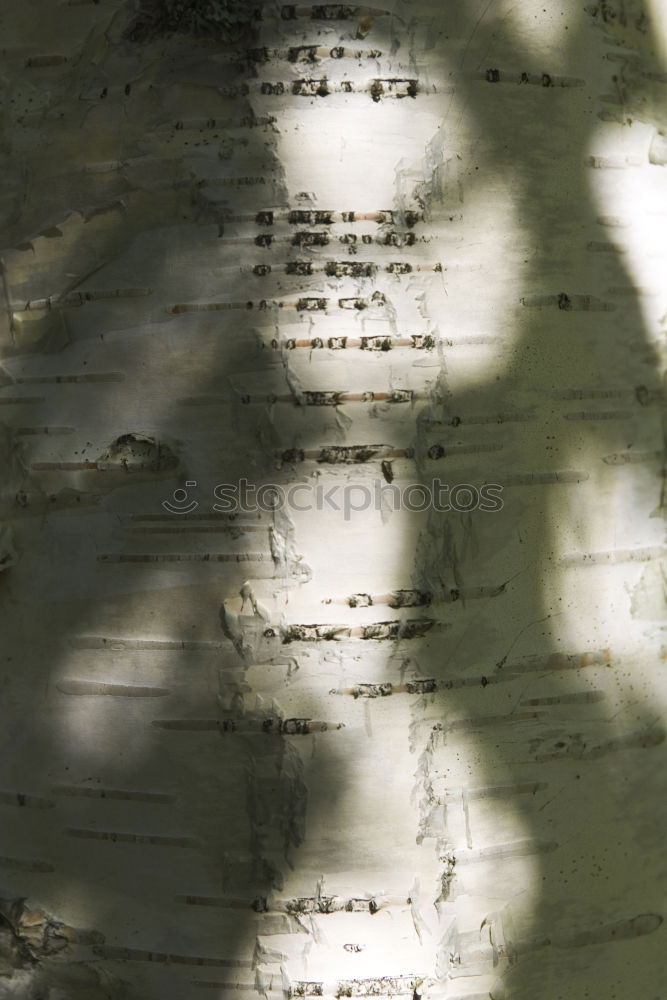 Similar – Image, Stock Photo Leaves during thunderstorms