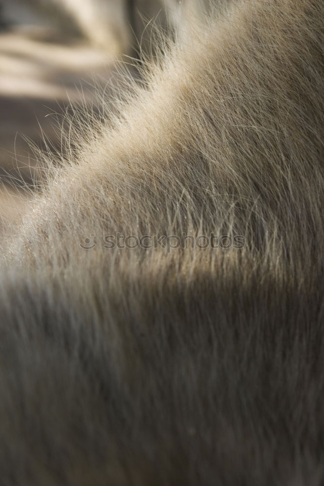 Foto Bild K-U-H-887 Kuh Kalb gelb