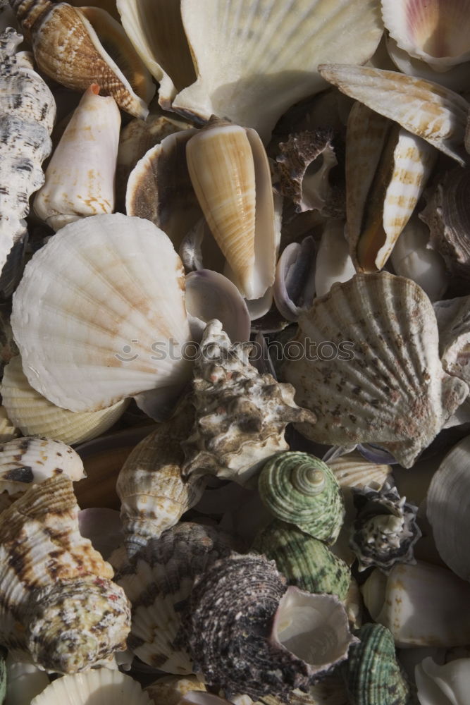 Similar – Foto Bild Muscheln im Glas. Natur